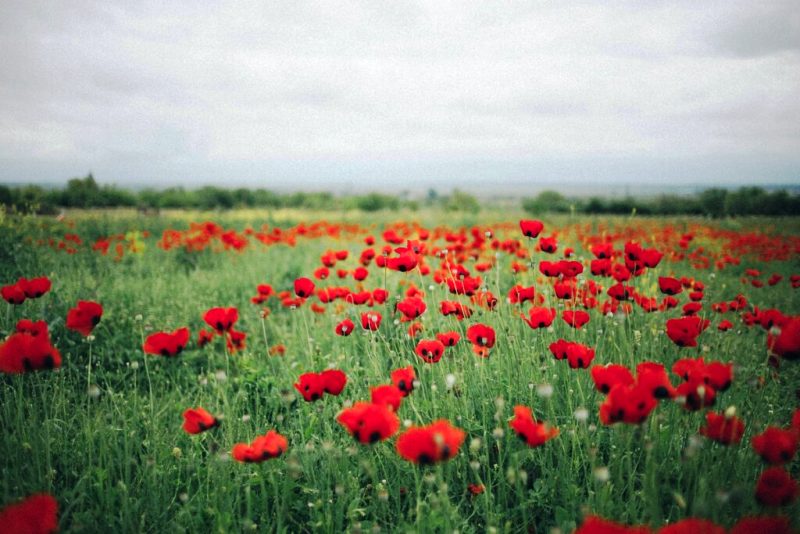 Στο Αφγανιστάν, παρά την απαγόρευση των Ταλιμπάν, η καλλιέργεια παπαρούνας μεγεθύνεται