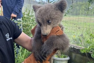 Αρκουδάκι τριών μηνών κατέφυγε σε αυλή σπιτιού για να γλιτώσει από σκυλιά