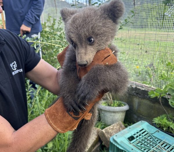 Αρκουδάκι τριών μηνών κατέφυγε σε αυλή σπιτιού για να γλιτώσει από σκυλιά