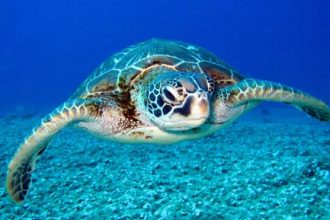 Nωρίτερα από άλλες χρονιές η ωοτοκία για τις Καρέτα – Καρέτα λόγω της κλιματικής αλλαγής