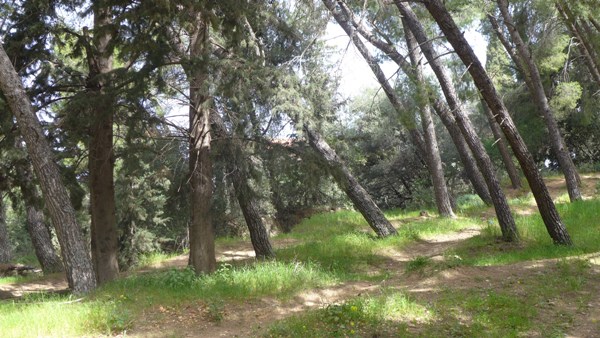 ΟΙΚΙΠΑ: Πτώσεις δέντρων και διαβρώσεις πλήττουν και το άλσος του Γηροκομειού