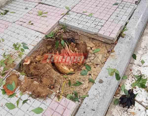 Πάτρα: Εκοψαν και ξερίζωσαν δένδρα για να φτιάξουν πεζοδρόμια ΦΩΤΟ-ΒΙΝΤΕΟ