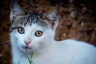 Ο ιός ρουστρέλα που αποτελεί θανάσιμο κίνδυνο για τις γάτες