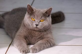 10 πράγματα για τις βρετανικές κοντότριχες γάτες που θα σας κάνουν να τις αγαπήσετε περισσότερο