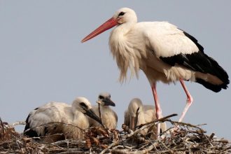 Αισιόδοξα νέα για τους λευκούς πελαργούς στη Βουλγαρία - Αυξήθηκε ο πληθυσμός τους
