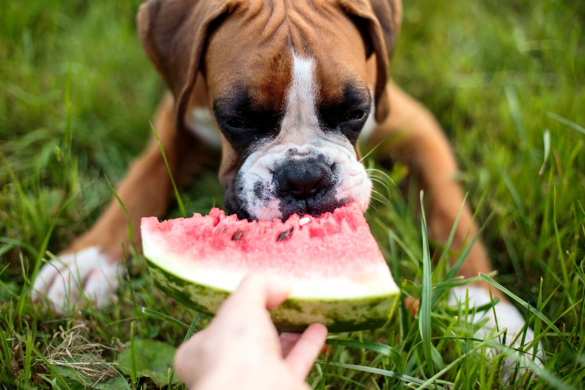 Τι προσφέρουν στον σκύλο το πεπόνι και το καρπούζι - Δύο απολαυστικές συνταγές