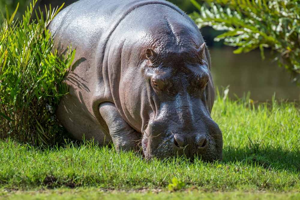 Πετάει, πετάει ο… ιπποπόταμος; Νέα μελέτη δείχνει ότι οι ιπποπόταμοι ίπτανται όταν τρέχουν γρήγορα