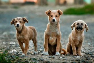 Πάτρα: Αυξημένο το ενδιαφέρον για υιοθεσίες ζώων