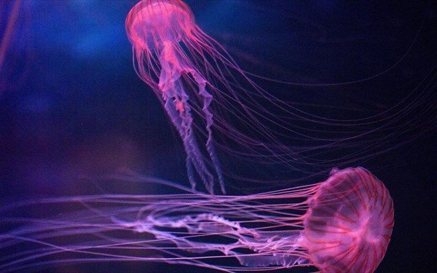 Γεμίσαμε μωβ μέδουσες: Μεγάλη έξαρση στο Ιόνιο – Που έχουν εντοπιστεί