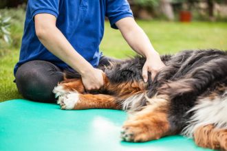 Σκύλος και στομαχική διαταραχή: Τα συμπτώματα, οι αιτίες, η θεραπεία