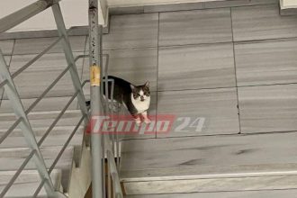 Πάτρα: Η γάτα ...έκοβε βόλτες στο νοσοκομείο!