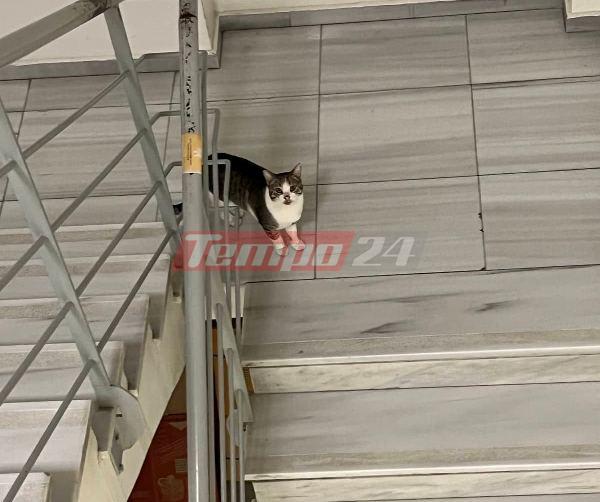 Πάτρα: Η γάτα ...έκοβε βόλτες στο νοσοκομείο!