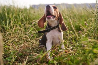Γιατί ο σκύλος σας σταμάτησε ξαφνικά να γαβγίζει – Τι μπορεί να συμβαίνει