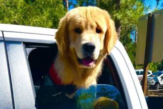 Σκύλος σε πόλη της Καλιφόρνια ακολουθεί καριέρα πολιτικού