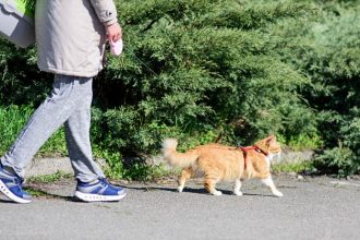 Πώς να μάθετε τη γάτα σας να περπατάει με λουρί
