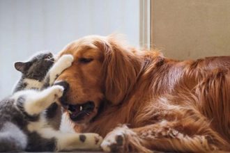 Πώς να αποφύγεις συνήθη προβλήματα υγείας στο κατοικίδιό σου