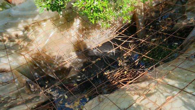 Συνελήφθη καλλιεργητής ναρκωτικών στην Ηλεία