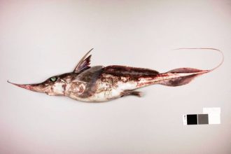 Νέα Ζηλανδία: Ανακαλύφθηκε νέο είδος «καρχαρία φάντασμα» στα ανοιχτά της χώρας