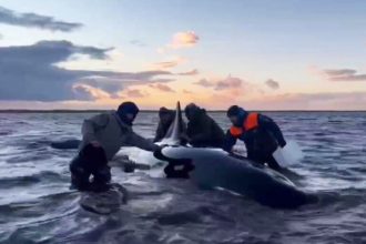 Επιχείρηση διάσωσης για μια οικογένεια φαλαινών που εξόκειλε στα ρηχά