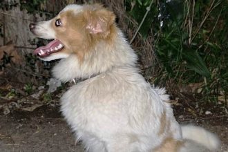 Πάτρα: Βρέθηκε σκυλίτσα στα Ζαρουχλέικα ΦΩΤΟ