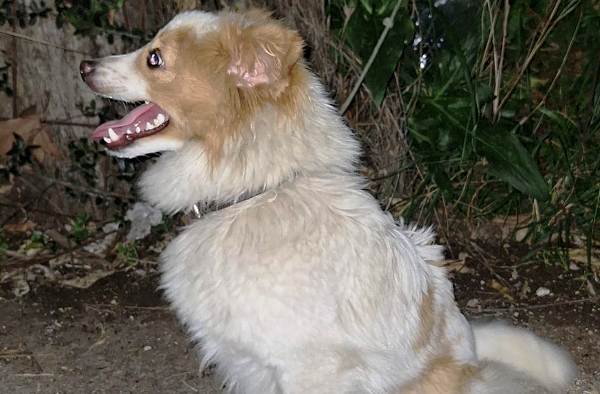 Πάτρα: Βρέθηκε σκυλίτσα στα Ζαρουχλέικα ΦΩΤΟ