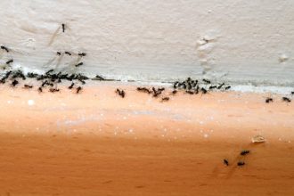 Το κόλπο για να εξαφανίσετε τα μυρμήγκια από το σπίτι