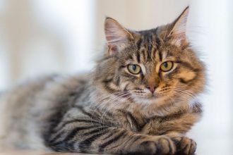 Γιατί οι γάτες έχουν «πτυσσόμενα» νύχια και οι σκύλοι όχι;