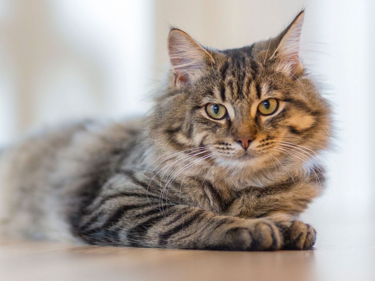 Γιατί οι γάτες έχουν «πτυσσόμενα» νύχια και οι σκύλοι όχι;