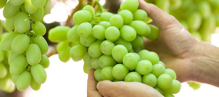 Σταφύλια: Πόσες θερμίδες έχουν και ποια θρεπτικά συστατικά δίνουν