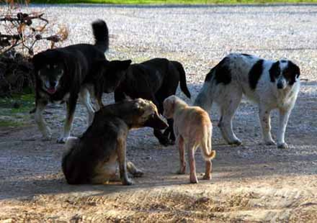 Πάτρα: Χειροτερεύει η κατάσταση στο ΠΠΝΡ με τα αδέσποτα σκυλιά- Πάνω από 30 χθες στο πάρκινγκ