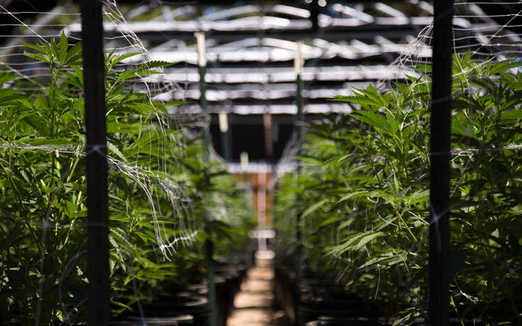 Πώς συνδέεται η χρήση κάνναβης με τη ψύχωση