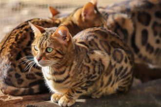 Γιατί οι γάτες ουρλιάζουν;