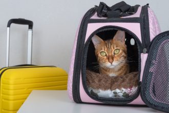 Κλουβί μεταφοράς: Πώς μπορείτε να κάνετε τη γάτα σας να το συνηθίσει