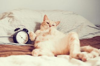 Πώς επηρεάζονται οι γάτες από την αλλαγή της ώρας