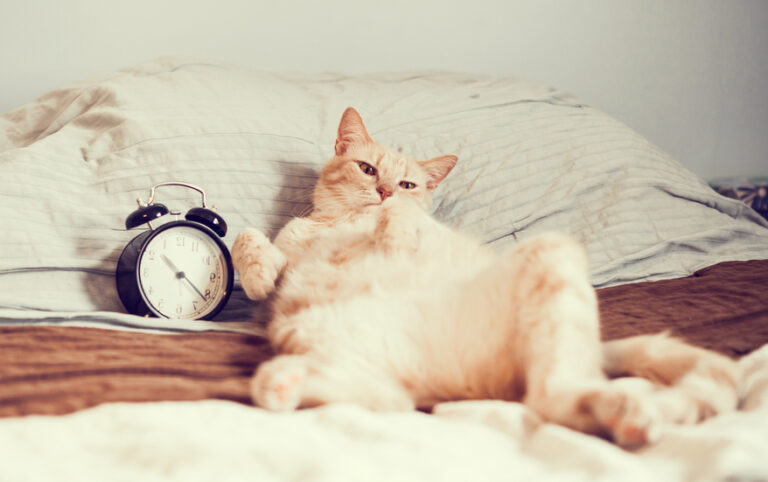 Πώς επηρεάζονται οι γάτες από την αλλαγή της ώρας