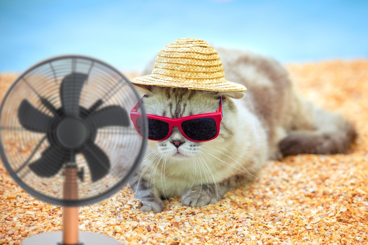 Τα σημάδια θερμοπληξίας στη γάτα σας - Πώς θα την προστατέψετε