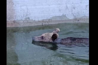 Περιπέτεια για νεαρή αρκούδα, που εγκλωβίστηκε σε δεξαμενή νερού