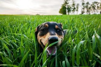 Τρεις κίνδυνοι που απειλούν τον σκύλο σας στην εξοχή
