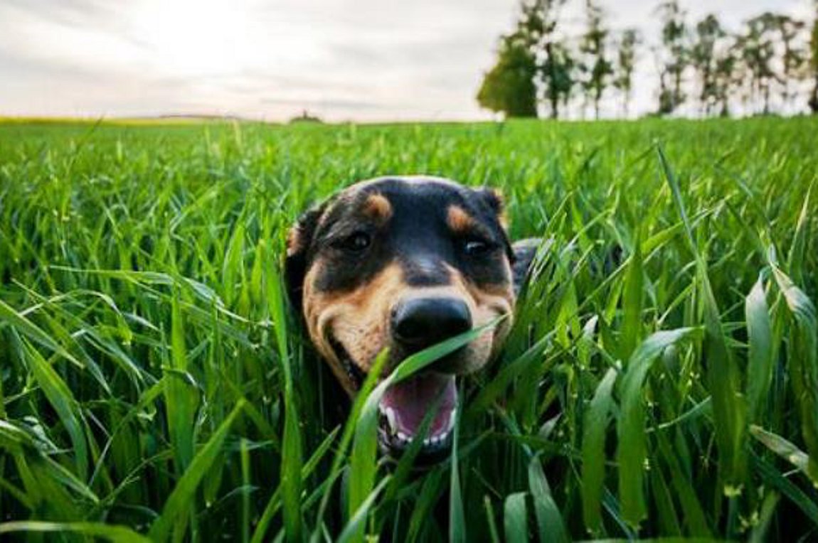 Τρεις κίνδυνοι που απειλούν τον σκύλο σας στην εξοχή