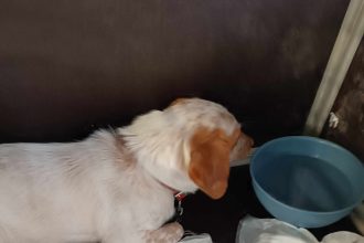 Πάτρα: Η "Ρόη" που γλύτωσε από την φωτιά ψάχνει σπίτι ΦΩΤΟ