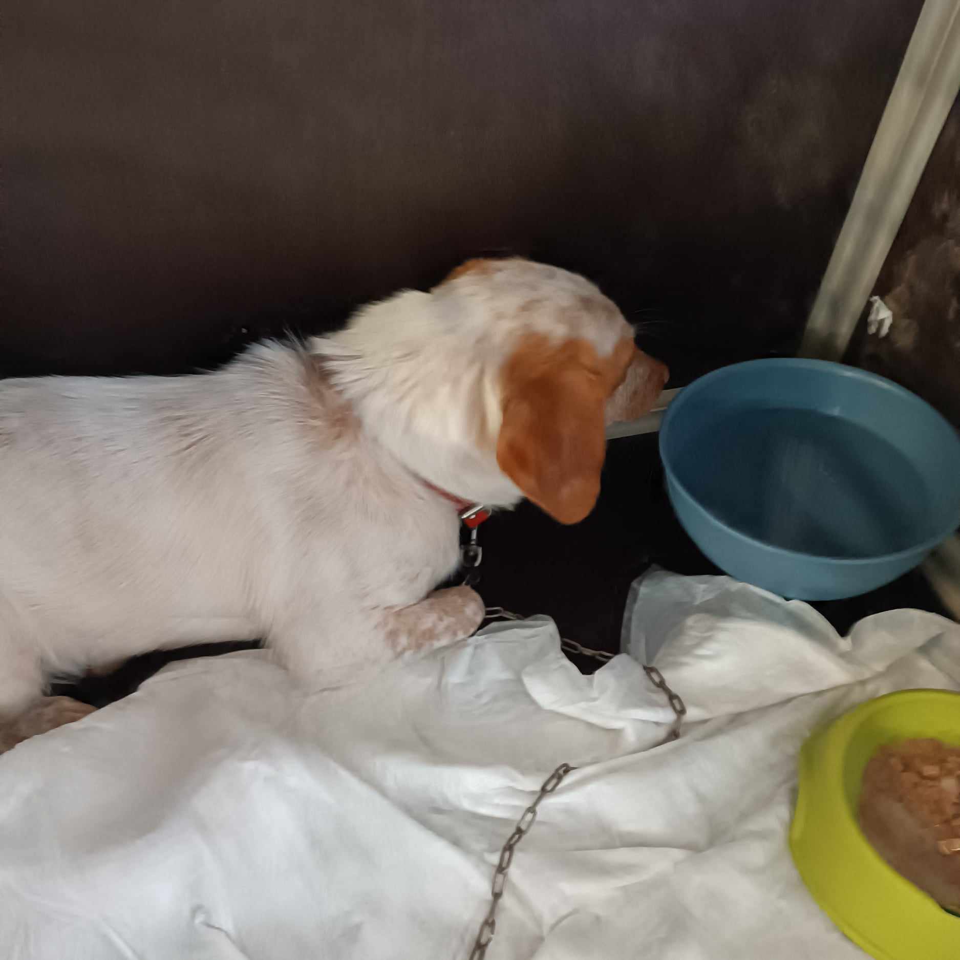 Πάτρα: Η "Ρόη" που γλύτωσε από την φωτιά ψάχνει σπίτι ΦΩΤΟ