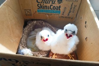 ΑΝΙΜΑ: Σε σημείο καμπής η συνέχιση ή μη, των δράσεων της