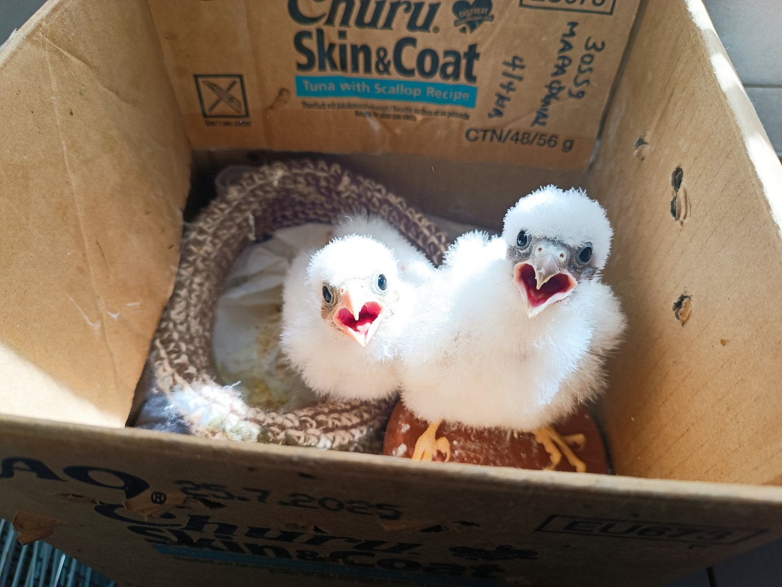 ΑΝΙΜΑ: Σε σημείο καμπής η συνέχιση ή μη, των δράσεων της