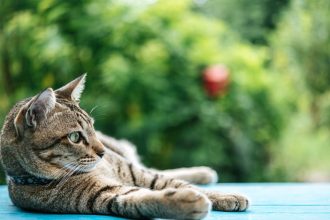 Κακοποίηση ζώου: Συνελήφθη 33χρονος γιατί βούτηξε το κεφάλι γάτας σε μπίρα