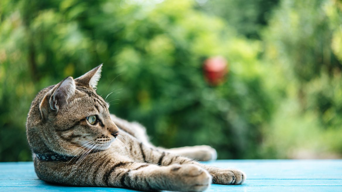 Κακοποίηση ζώου: Συνελήφθη 33χρονος γιατί βούτηξε το κεφάλι γάτας σε μπίρα