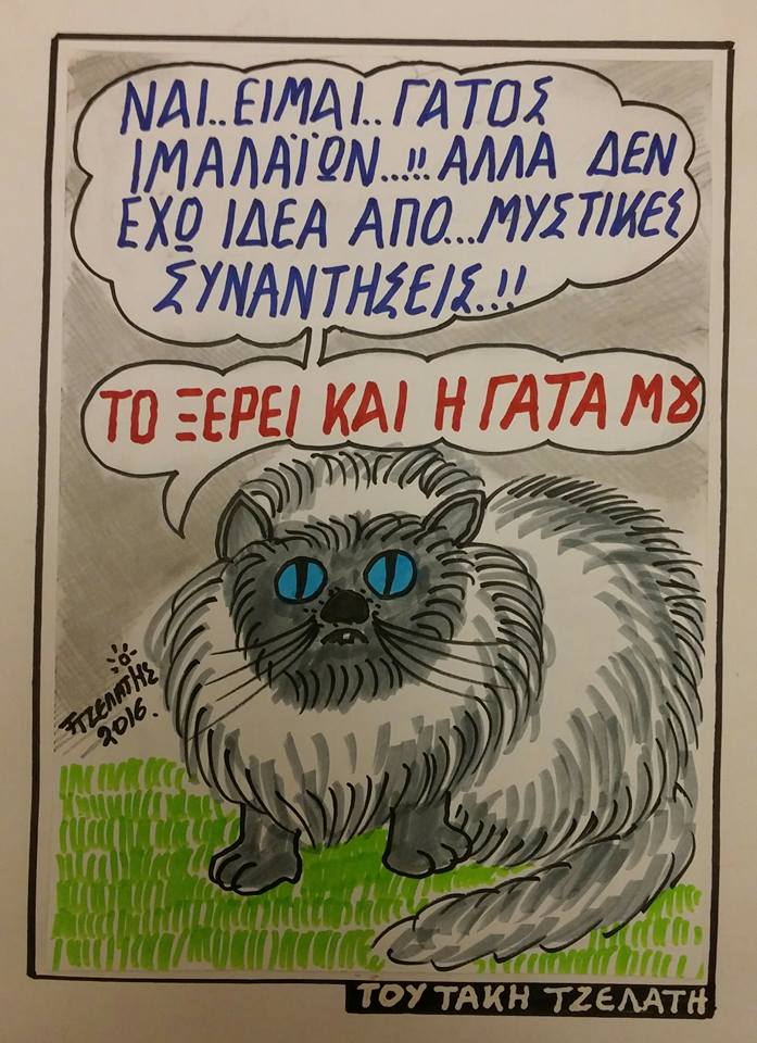 Γάτος Ιμαλαϊων...