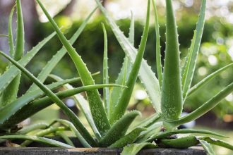 Αλόη: 7 εκπληκτικά οφέλη για την επιδερμίδα σας