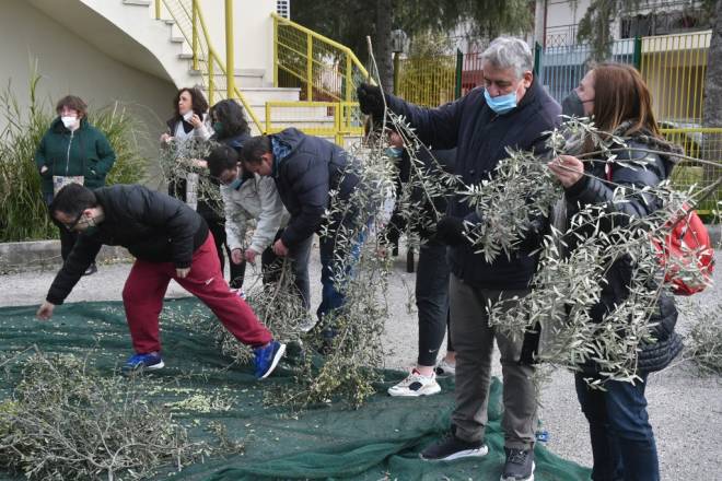 Mάζεψαν ελιές στο ΚΔΑΠ ΜΕΑ Αμπετ Χασμάν