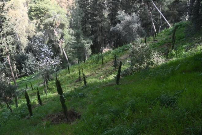 Πάτρα: Ευρεία αναδάσωση στο Δασύλλιο