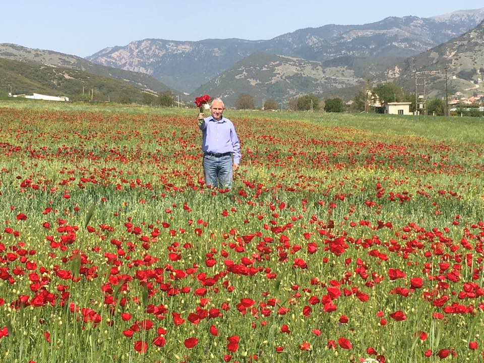 Οι παπαρούνες και το τραγούδι του Δημάρχου για το Μάη